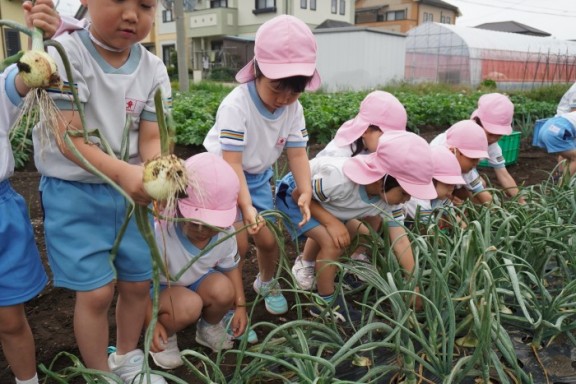 【つばめ組】たまねぎ収穫