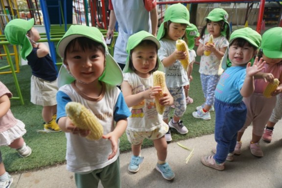 食育活動 トウモロコシの皮むき