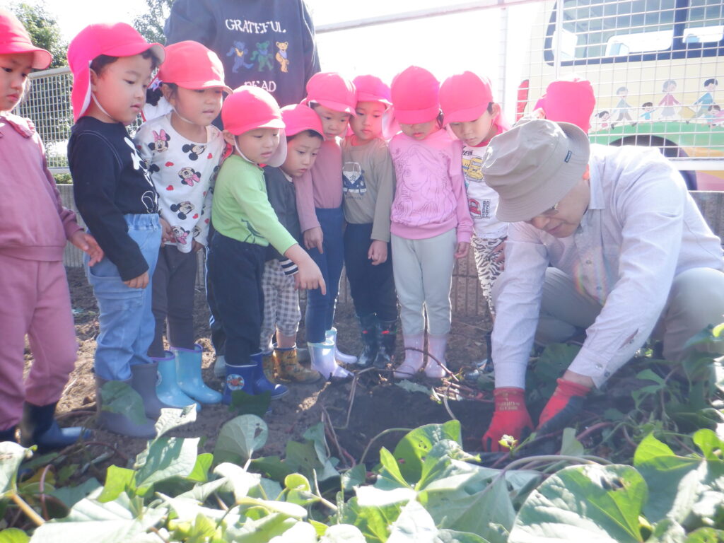 すみれ組　さつまいも掘り